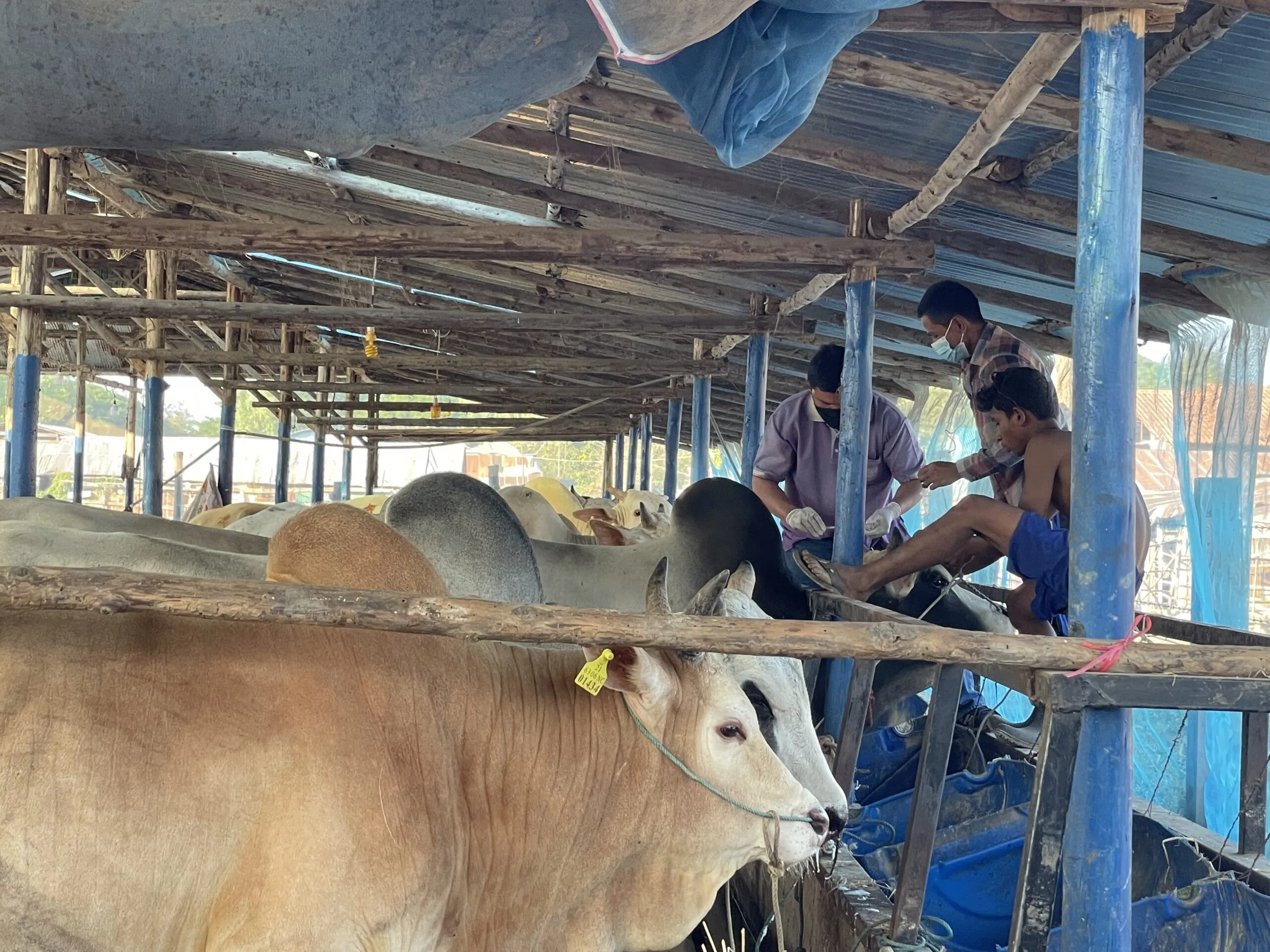Cattle standing in close rows behind a wooden rail in an open-sided shed of bamboo and blue-painted posts. Two masked men and a boy lean over one of the animals, attending to it.